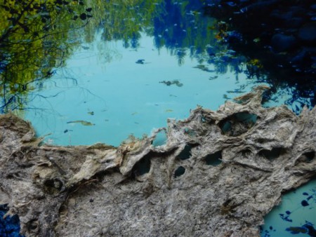 Collage - Algen/Foto