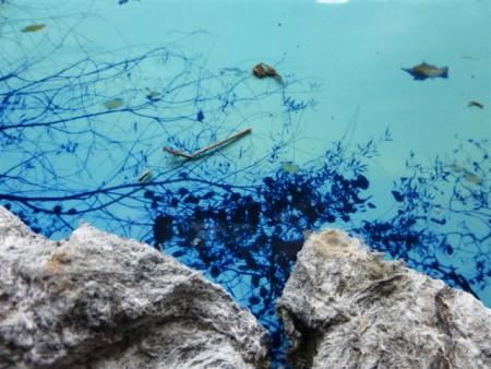 Collage - Algen/Foto